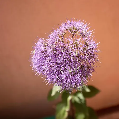 Casa Acquamarina Holiday home Villasimius